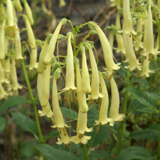 plantes-vivaces-phygelius-rectus-moonraker-fuchsia-du-cap-en-vente-pepiniere-lepage-