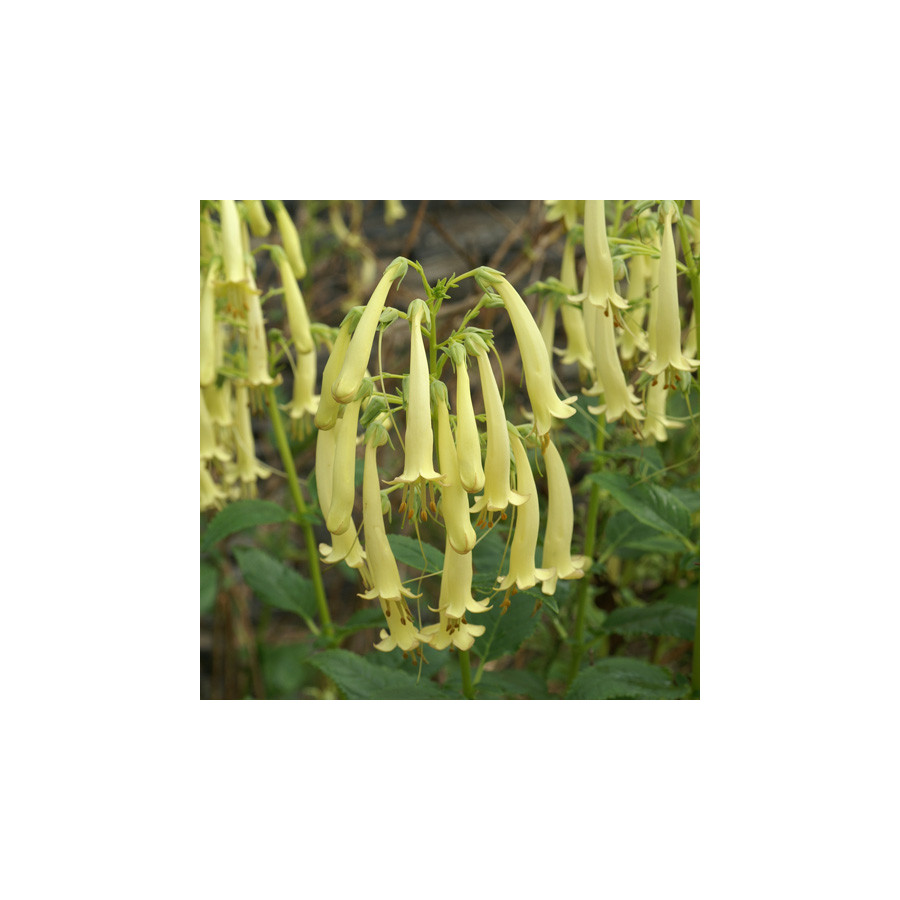 Plantes Vivaces PHYGELIUS rectus 'Moonraker' - Fuchsia du Cap en vente - Pépinière Lepage .