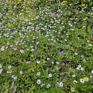 plantes-vivaces-phyla-nodiflora-var-canescens-verveine-nodiflore-en-vente-pepiniere-lepage-