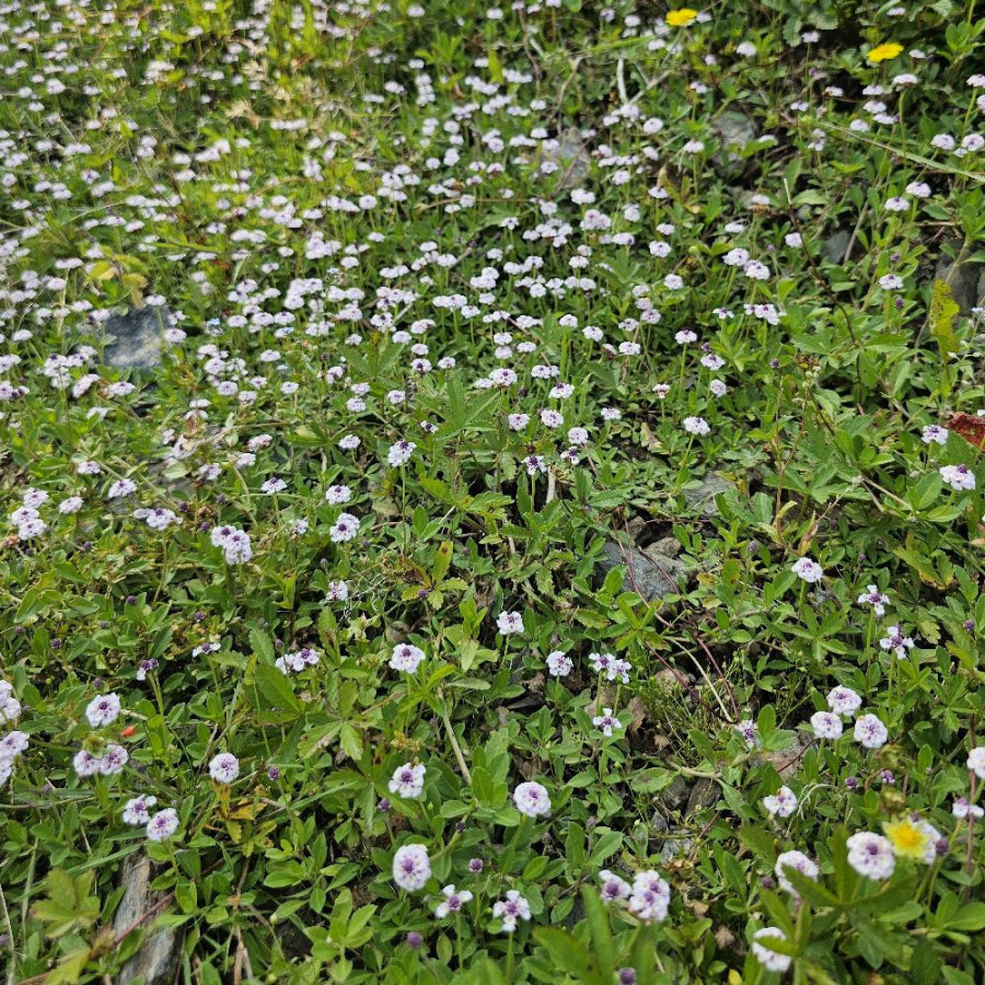 Plantes Vivaces PHYLA nodiflora var. canescens - Verveine nodiflore en vente - Pépinière Lepage .