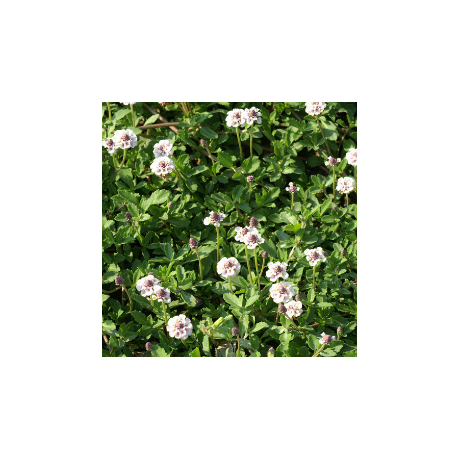 Plantes Vivaces PHYLA nodiflora var. canescens - Verveine nodiflore en vente - Pépinière Lepage .