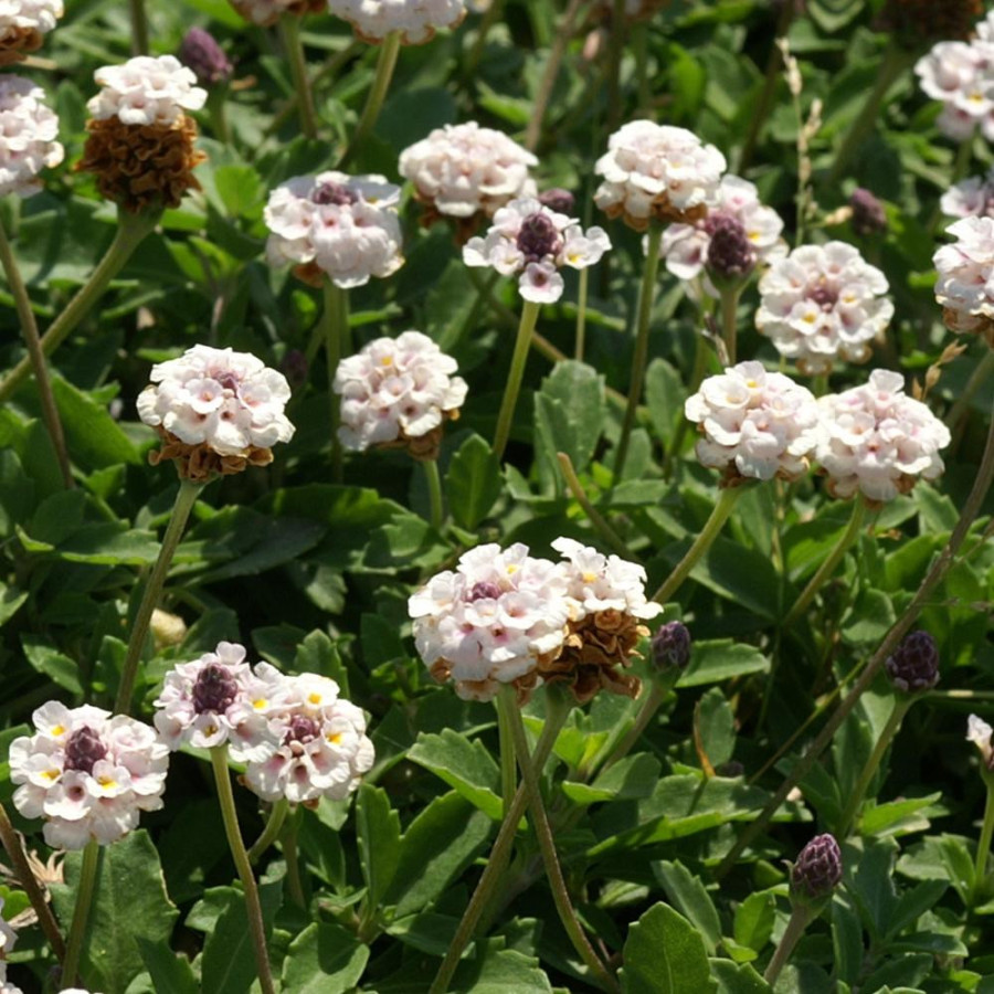 Plantes Vivaces PHYLA nodiflora var. canescens - Verveine nodiflore en vente - Pépinière Lepage .