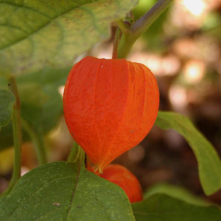 plantes-vivaces-physalis-franchetii-gigantea-alkekengi-amour-en-cage-en-vente-lanterne-japonaise-en-vente-pepiniere-lepage-