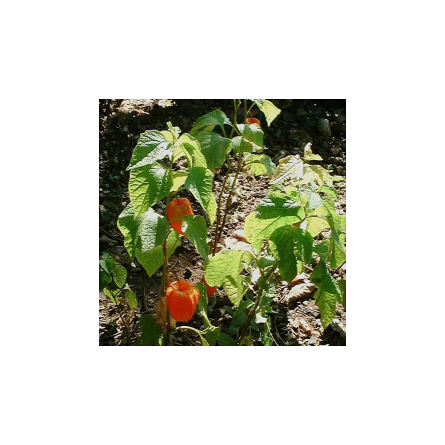 Plantes Vivaces PHYSALIS franchetii 'Gigantea' (alkekengi) - Amour en cage en vente - Lanterne japonaise en vente - Pépinière Le