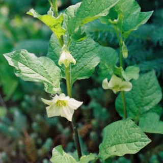 Plantes Vivaces PHYSALIS franchetii 'Gigantea' (alkekengi) - Amour en cage en vente - Lanterne japonaise en vente - Pépinière Le