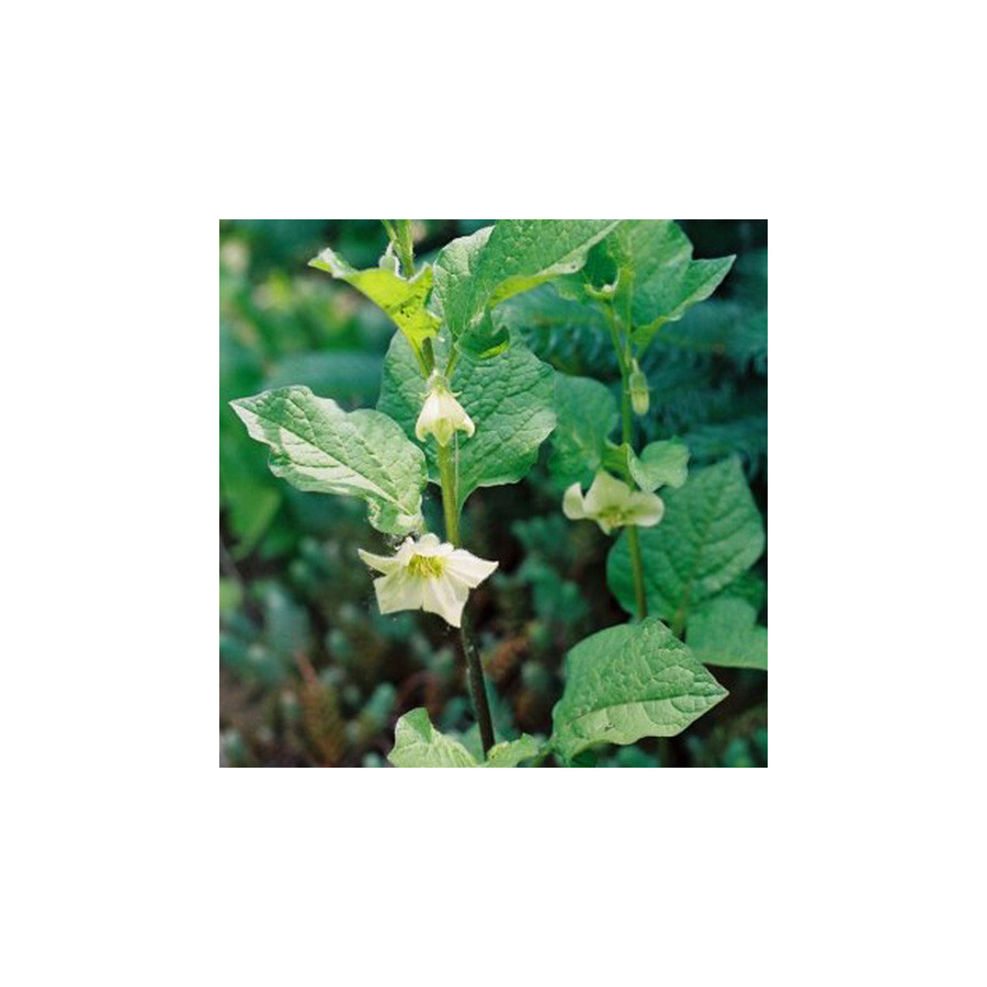 Plantes Vivaces PHYSALIS franchetii 'Gigantea' (alkekengi) - Amour en cage en vente - Lanterne japonaise en vente - Pépinière Le