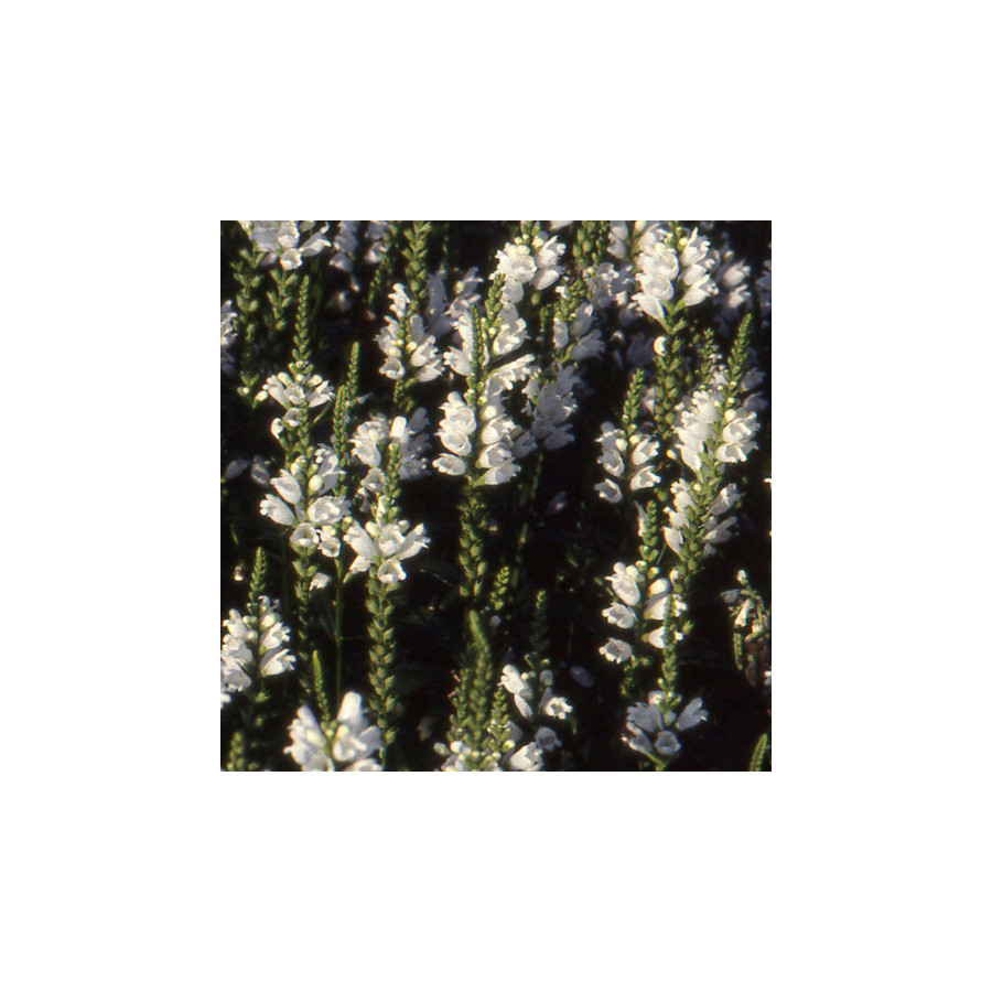 Plantes Vivaces PHYSOSTEGIA virginiana 'Alba' - Cataleptique en vente - Pépinière Lepage .