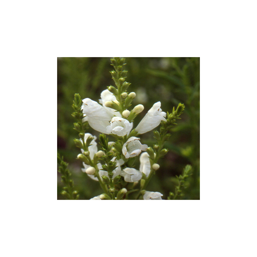 Plantes Vivaces PHYSOSTEGIA virginiana 'Alba' - Cataleptique en vente - Pépinière Lepage .