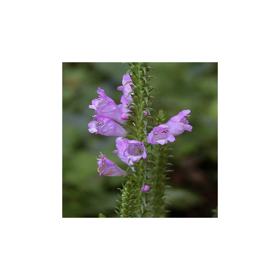 Plantes Vivaces PHYSOSTEGIA virginiana 'Bouquet Rose' - Cataleptique en vente - Pépinière Lepage .