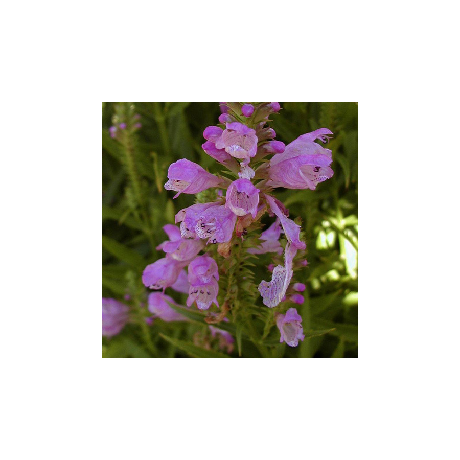 Plantes Vivaces PHYSOSTEGIA virginiana 'Bouquet Rose' - Cataleptique en vente - Pépinière Lepage .