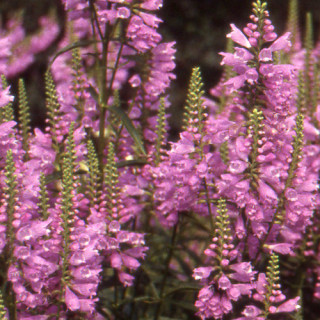 Plantes Vivaces PHYSOSTEGIA virginiana 'Bouquet Rose' - Cataleptique en vente - Pépinière Lepage .