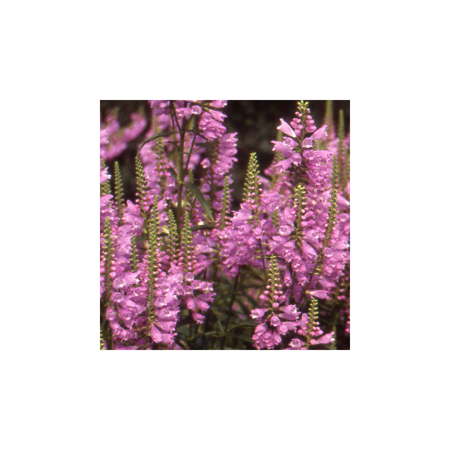Plantes Vivaces PHYSOSTEGIA virginiana 'Bouquet Rose' - Cataleptique en vente - Pépinière Lepage .