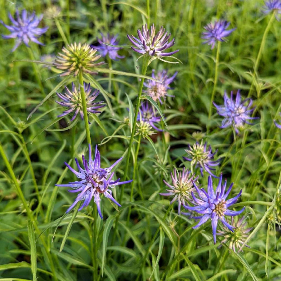 Plantes Vivaces PHYTEUMA scheuchzeri - Raiponce de Scheuchzer en vente - Pépinière Lepage .