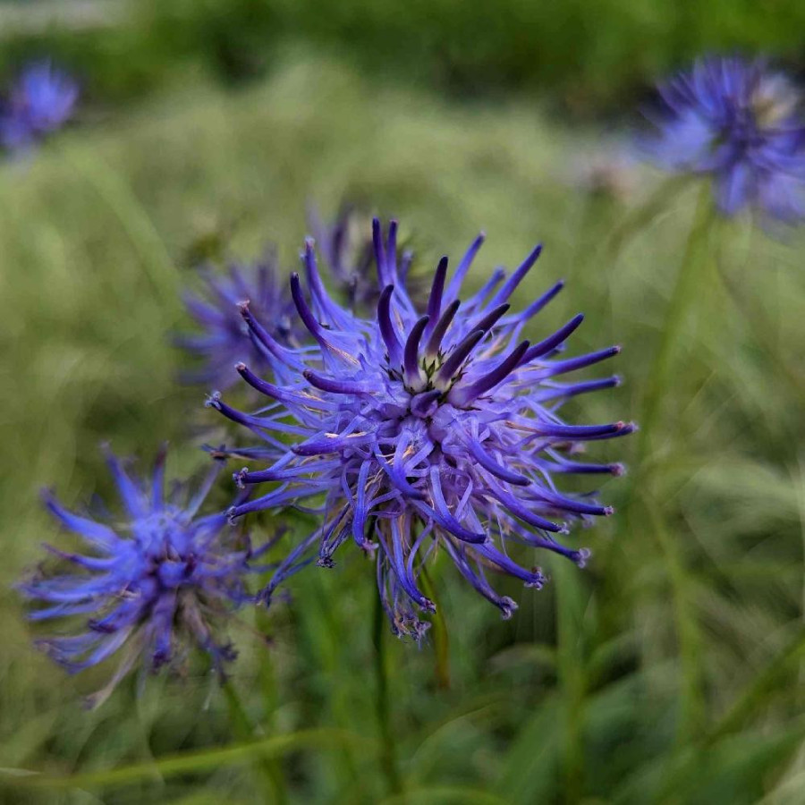 Plantes Vivaces PHYTEUMA scheuchzeri - Raiponce de Scheuchzer en vente - Pépinière Lepage .