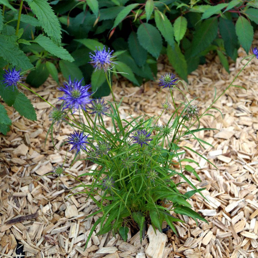 Plantes Vivaces PHYTEUMA scheuchzeri - Raiponce de Scheuchzer en vente - Pépinière Lepage .