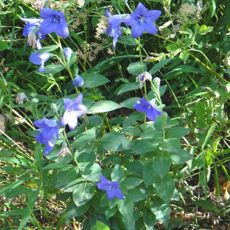 Plantes Vivaces PLATYCODON grandiflorus 'Mariesii' en vente - Pépinière Lepage .