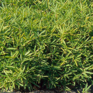 plantes-vivaces-pleioblastus-argenteostriatus-f-pumilus-bambou-en-vente-pepiniere-lepage-