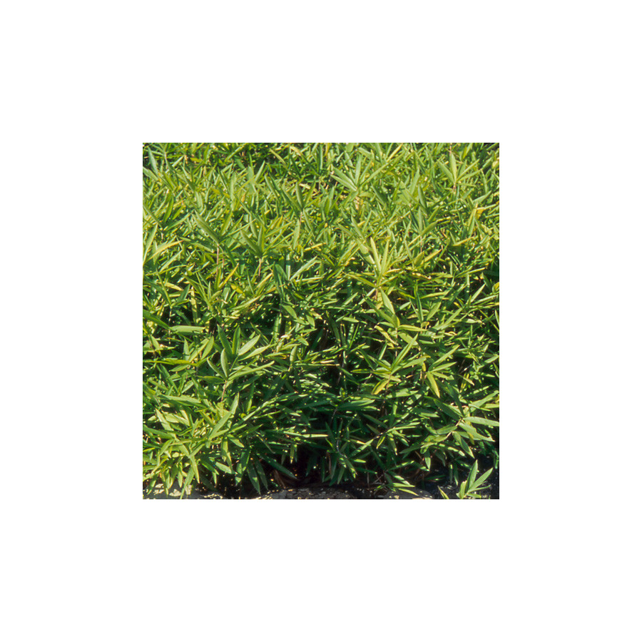 plantes-vivaces-pleioblastus-argenteostriatus-f-pumilus-bambou-en-vente-pepiniere-lepage-