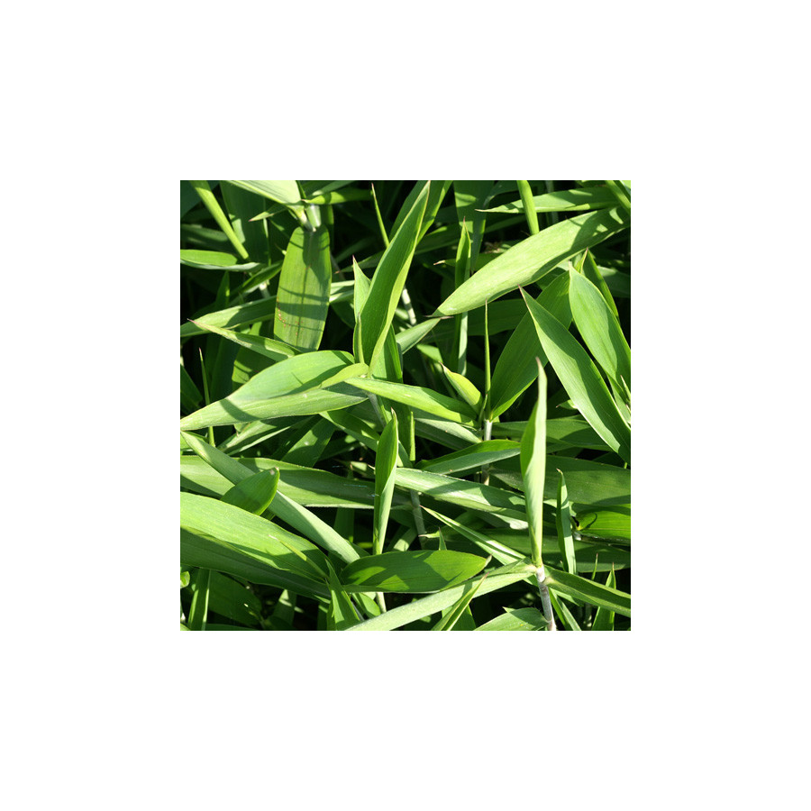 plantes-vivaces-pleioblastus-argenteostriatus-f-pumilus-bambou-en-vente-pepiniere-lepage-