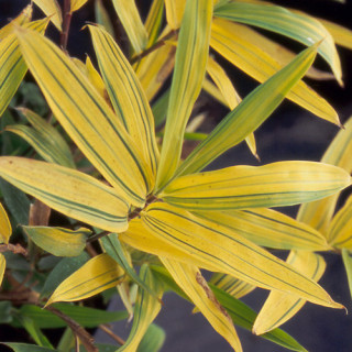 plantes-vivaces-pleioblastus-auricomus-bambou-en-vente-pepiniere-lepage-