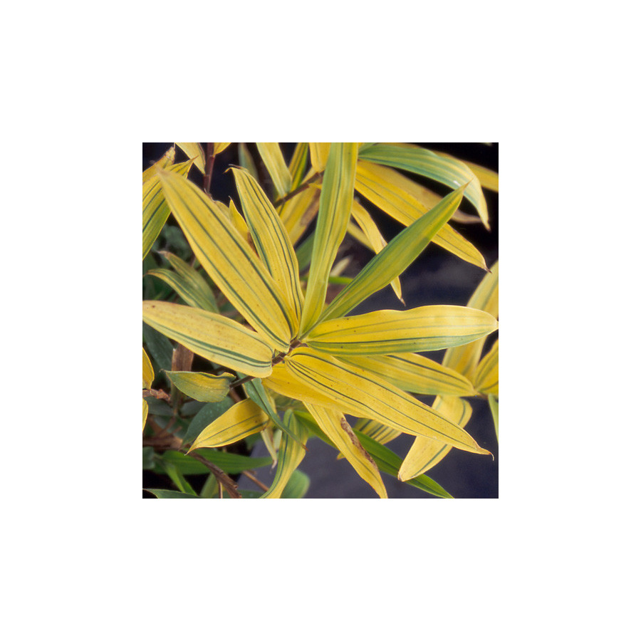 plantes-vivaces-pleioblastus-auricomus-bambou-en-vente-pepiniere-lepage-