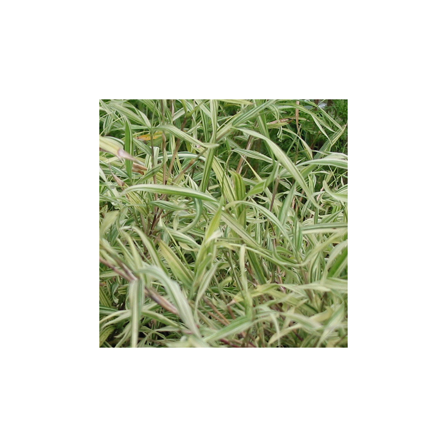 Plantes Vivaces PLEIOBLASTUS chino 'Elegantissimus' - Bambou en vente - Pépinière Lepage .