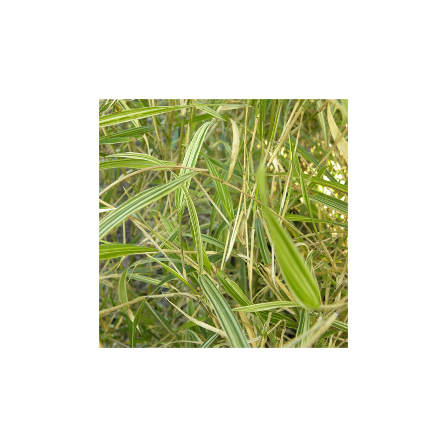 Plantes Vivaces PLEIOBLASTUS chino 'Elegantissimus' - Bambou en vente - Pépinière Lepage .
