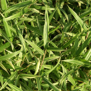 Plantes Vivaces PLEIOBLASTUS chino 'Elegantissimus' - Bambou en vente - Pépinière Lepage .