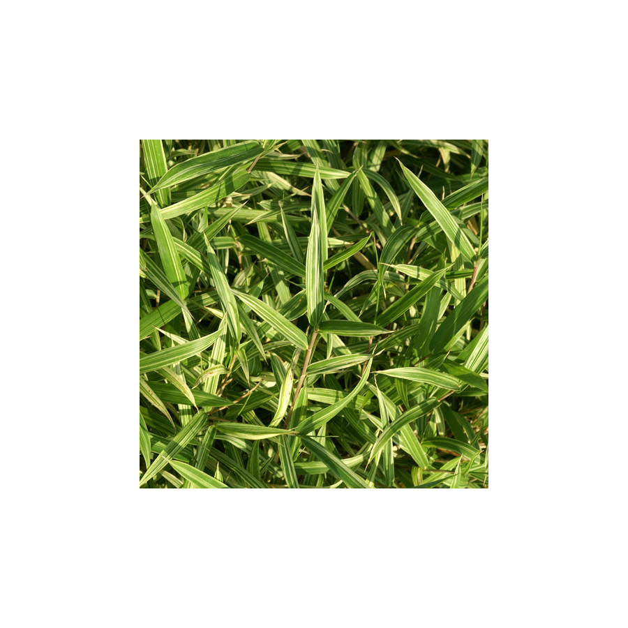 Plantes Vivaces PLEIOBLASTUS chino 'Elegantissimus' - Bambou en vente - Pépinière Lepage .