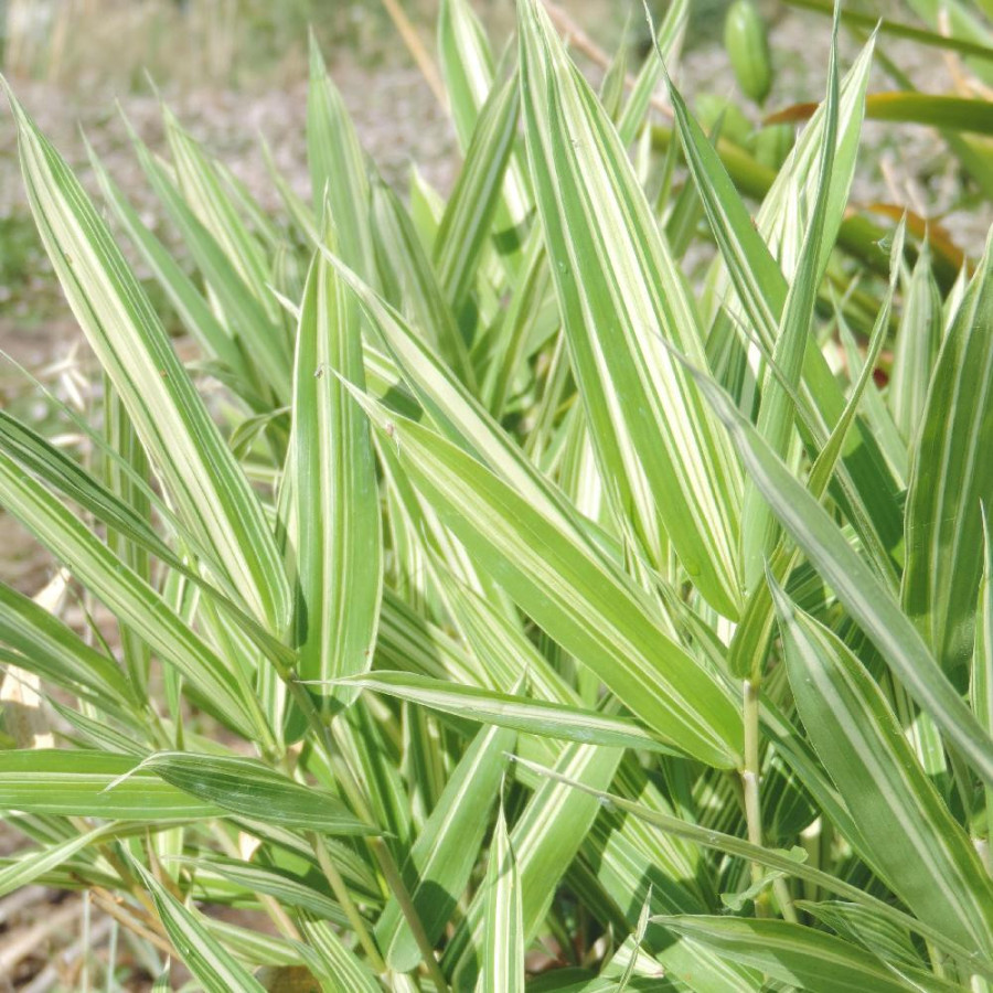 PLEIOBLASTUS fortunei ‘Variegatus’
