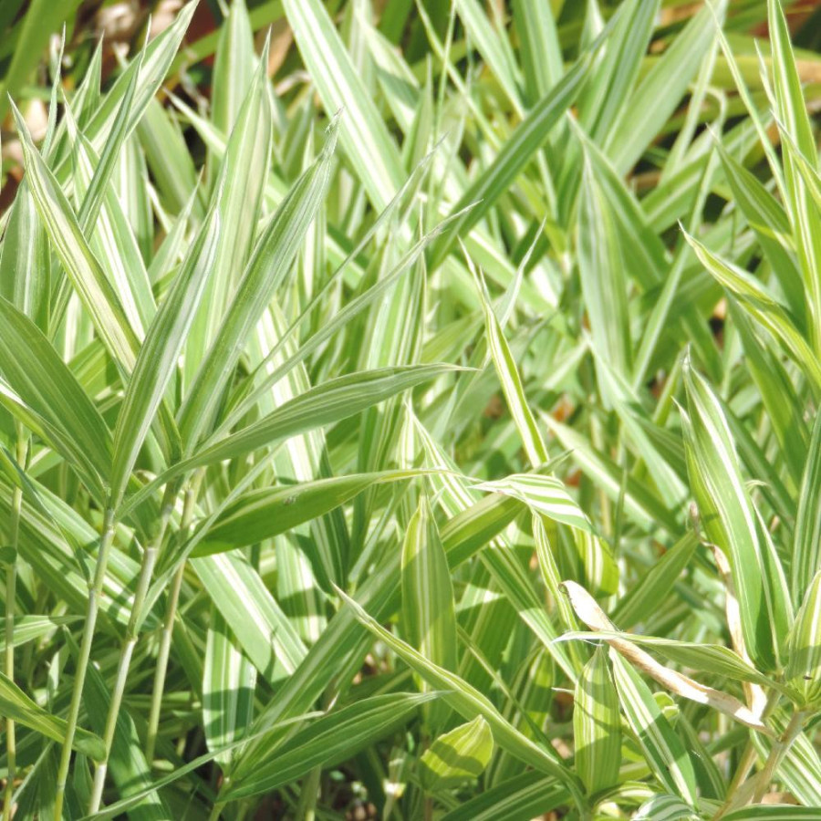 PLEIOBLASTUS fortunei ‘Variegatus’