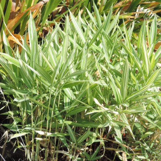 PLEIOBLASTUS fortunei ‘Variegatus’