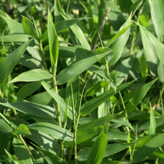 plantes-vivaces-pleioblastus-pygmaeus-var-distichus-bambou-en-vente-pepiniere-lepage-