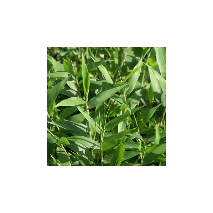 plantes-vivaces-pleioblastus-pygmaeus-var-distichus-bambou-en-vente-pepiniere-lepage-