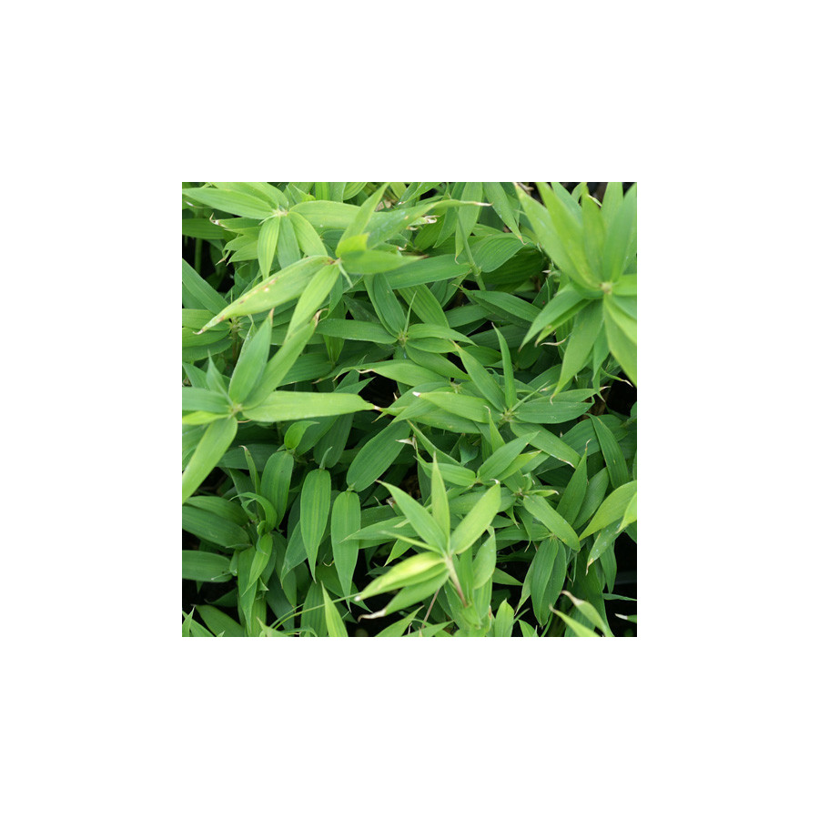 plantes-vivaces-pleioblastus-pygmaeus-var-distichus-bambou-en-vente-pepiniere-lepage-