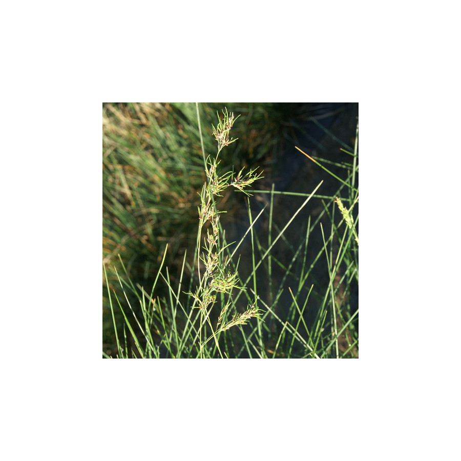 Plantes Vivaces POA labillardieri - Pâturin rude en vente - Pépinière Lepage .