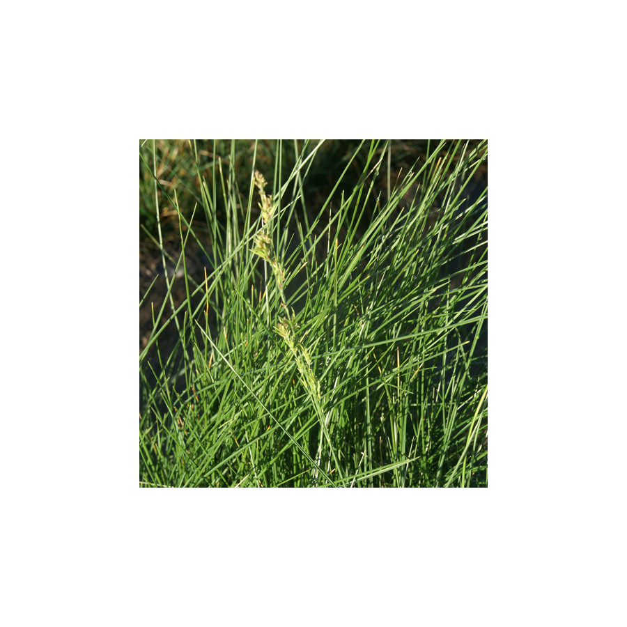 Plantes Vivaces POA labillardieri - Pâturin rude en vente - Pépinière Lepage .