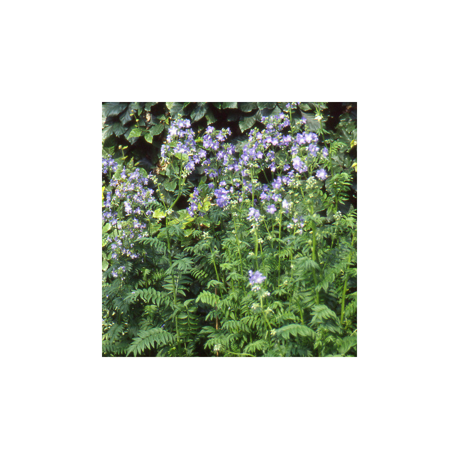 Plantes Vivaces POLEMONIUM caeruleum - Valériane de Grèce en vente - Echelle de Jacob en vente - Pépinière Lepage .