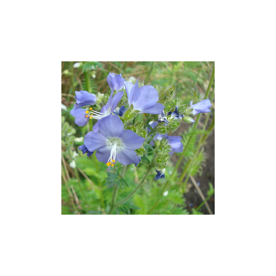 Plantes Vivaces POLEMONIUM caeruleum - Valériane de Grèce en vente - Echelle de Jacob en vente - Pépinière Lepage .