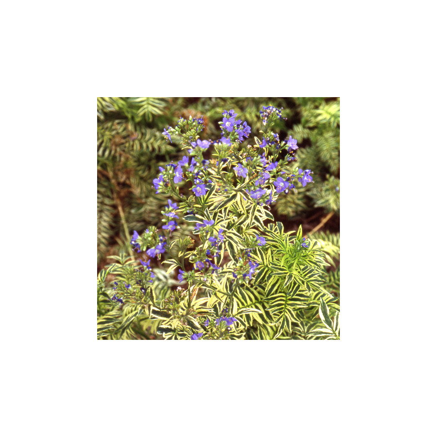 Plantes Vivaces POLEMONIUM caeruleum 'Blanjou' ® ('Brise d'Anjou') - Valériane de Grèce en vente - Pépinière Lepage .