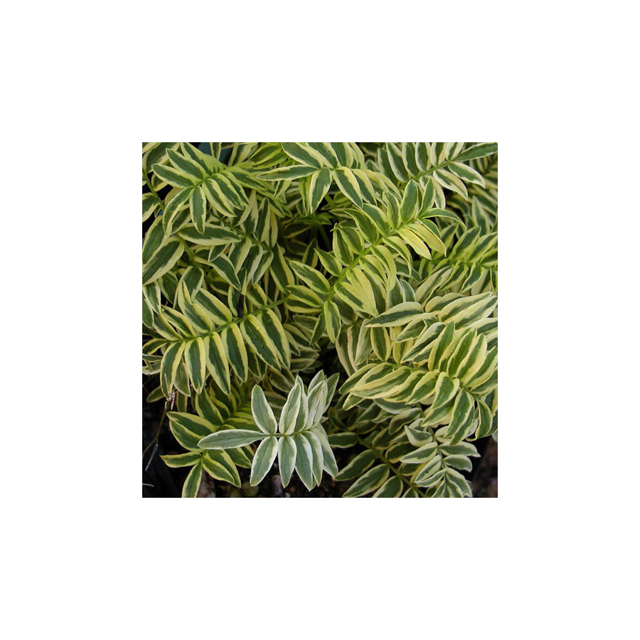 Plantes Vivaces POLEMONIUM caeruleum 'Blanjou' ® ('Brise d'Anjou') - Valériane de Grèce en vente - Pépinière Lepage .