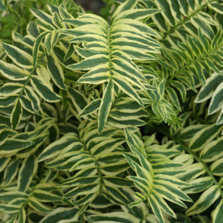 Plantes Vivaces POLEMONIUM caeruleum 'Blanjou' ® ('Brise d'Anjou') - Valériane de Grèce en vente - Pépinière Lepage .