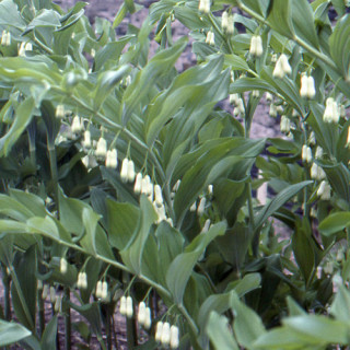 plantes-vivaces-polygonatum-multiflorum-sceau-de-salomon-en-vente-pepiniere-lepage-