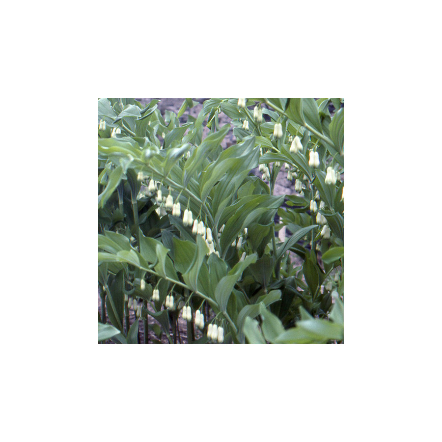 Plantes Vivaces POLYGONATUM multiflorum - Sceau de Salomon en vente - Pépinière Lepage .