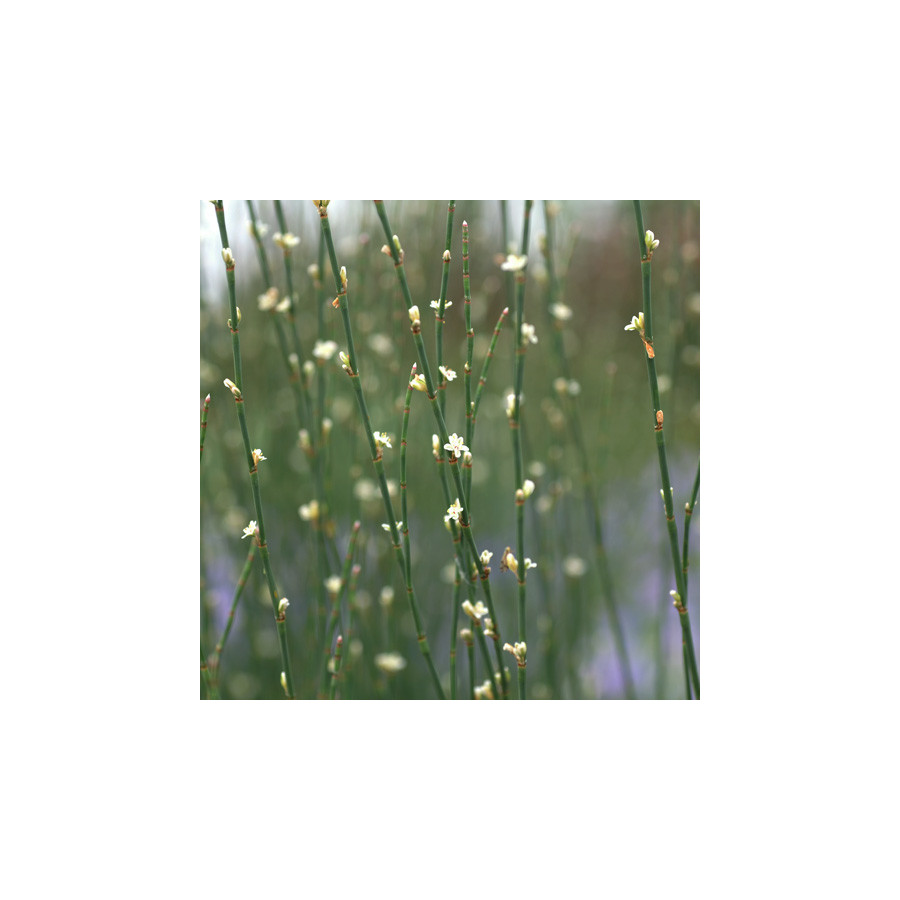 Plantes Vivaces POLYGONUM scoparium - Renouée à balais en vente - Pépinière Lepage .