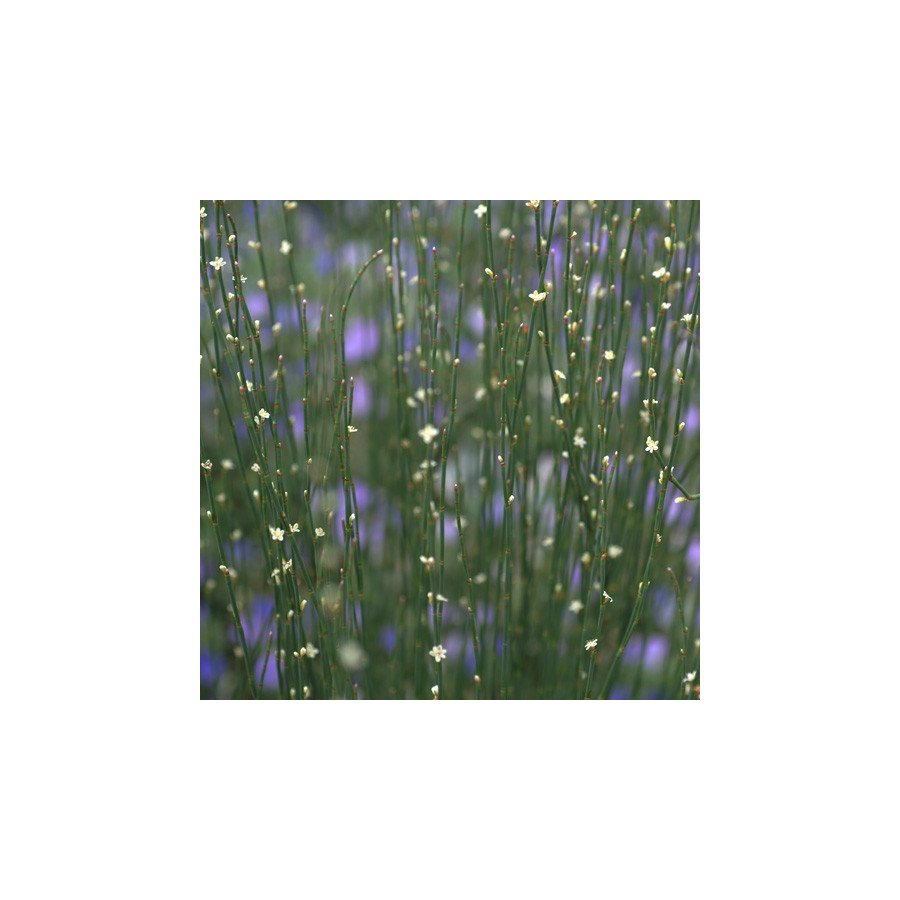 Plantes Vivaces POLYGONUM scoparium - Renouée à balais en vente - Pépinière Lepage .