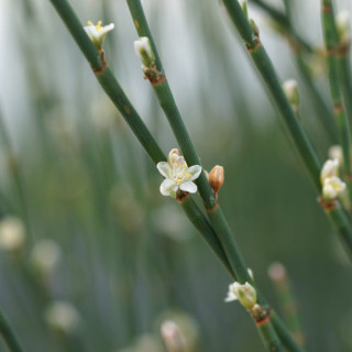 Plantes Vivaces POLYGONUM scoparium - Renouée à balais en vente - Pépinière Lepage .