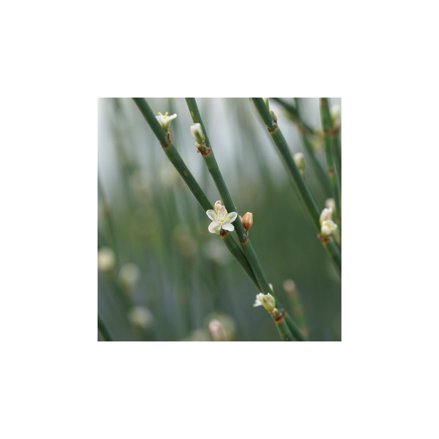 Plantes Vivaces POLYGONUM scoparium - Renouée à balais en vente - Pépinière Lepage .