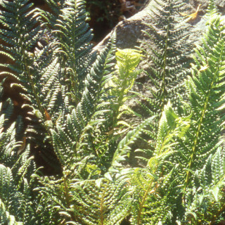 plantes-vivaces-polystichum-aculeatum-polystic-en-vente-aspidie-en-vente-pepiniere-lepage-