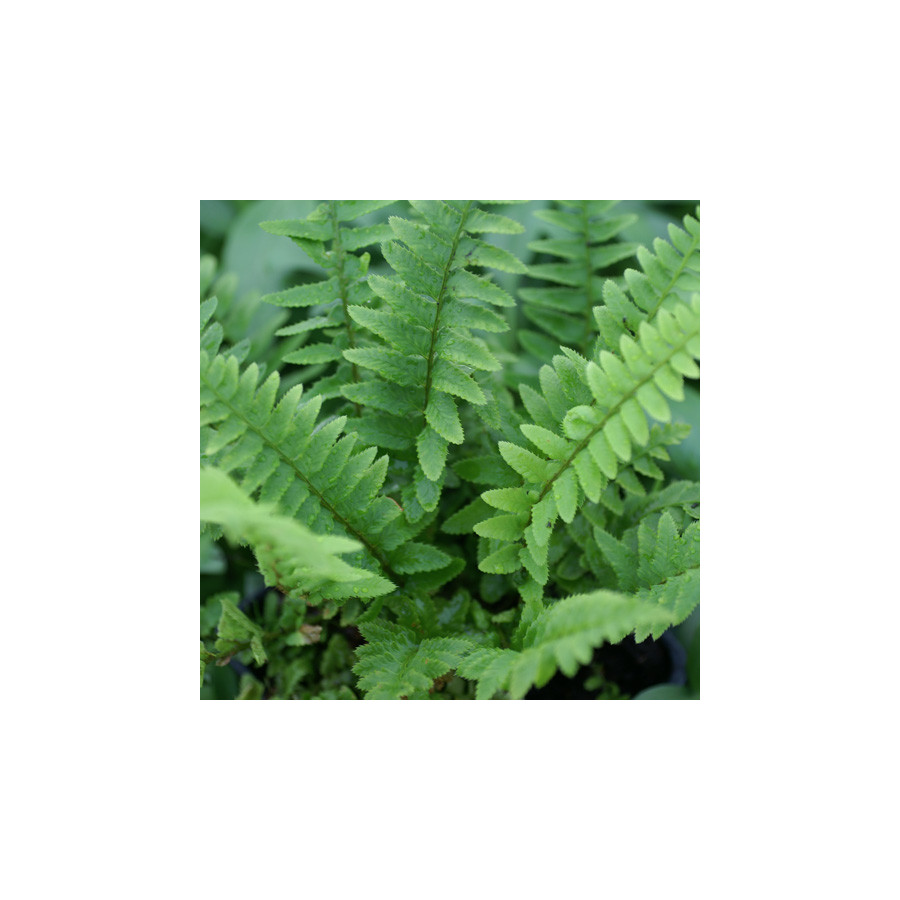 plantes-vivaces-polystichum-munitum-polystic-en-vente-pepiniere-lepage-